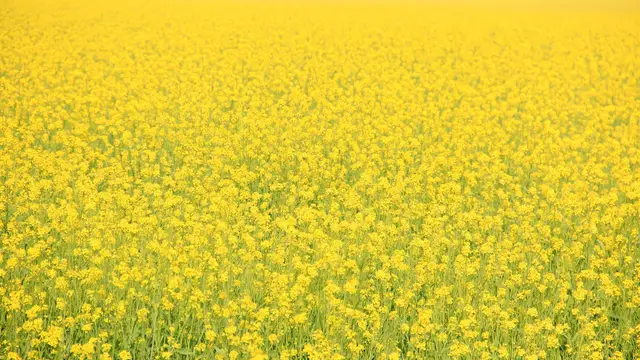Mustard Solvent Crude Oil